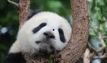 娱乐吃瓜酱大熊猫,揭秘大熊猫的趣味生活